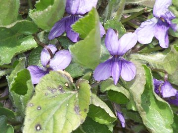 Viole dell''Etna - Viola alba subsp. dehnhardtii